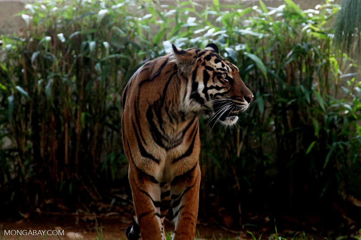 Penamaan Daerah Tidak Lepas dari Keberadaan Harimau di Wilayah Priangan