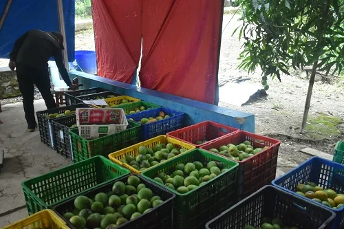 Bupati Sumedang Dony Ahmad Munir  berbincang  dengan Omay Juhana  salah seorang petani Mangga Gedong Gincu asal Dusun Cisaar Landeuh Desa Cintajaya, Kecamatan Jatigede.Diskomimfosanditik