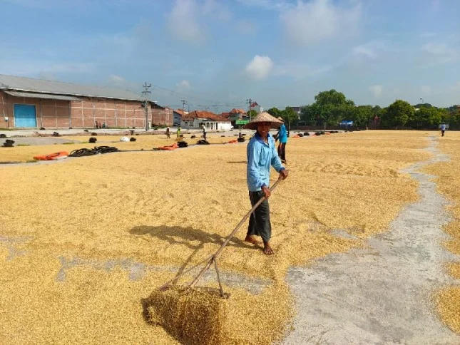 Masuki Puncak Panen Raya, Harga Gabah di Indramayu Tetap Untungkan Petani