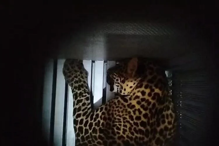 Macan Tutul Masih Sembunyi, Lembang Park and Zoo Pasang 6 Kandang Perangkap