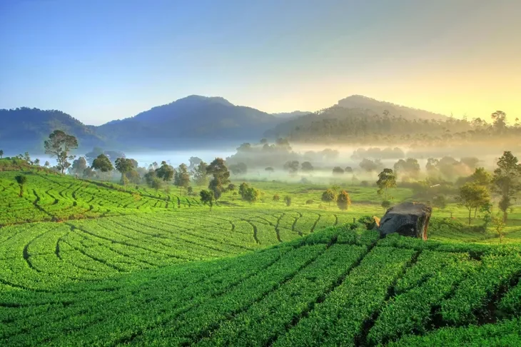 large-perkebunan-teh-rancabali-(int)