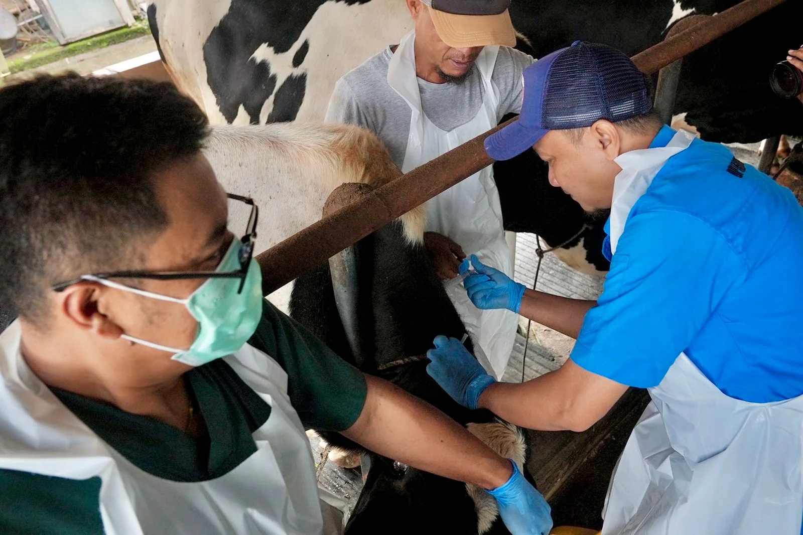 Vaksinasi hewan ternak sapi perah di Kandang Dapi Pak Osim, Desa Cisaat Kabupaten Subang, Selasa (14/1/2025).