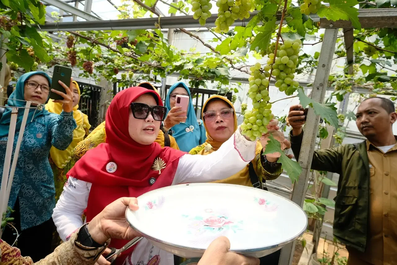 Cing Ikah panen anggur Kebun Anggur Posyandu Makmur yang beralamat di Jalan Pakis Nomor 1, Beji Timur, belum lama ini. (Foto: Diskominfo Depok).