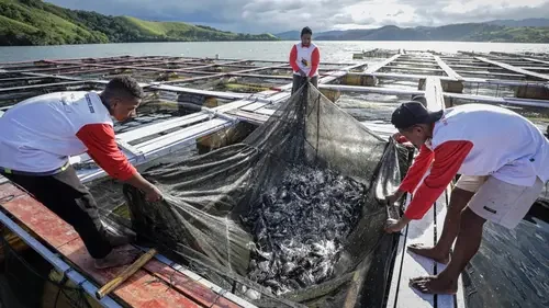 Soal Keramba Jaring Apung Pangandaran, Susi ke Dedi Mulyadi: Tolak 100 Persen