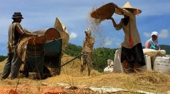 Pemkab Garut Targetkan 816.860 Ton Produksi Padi  Tahun Ini