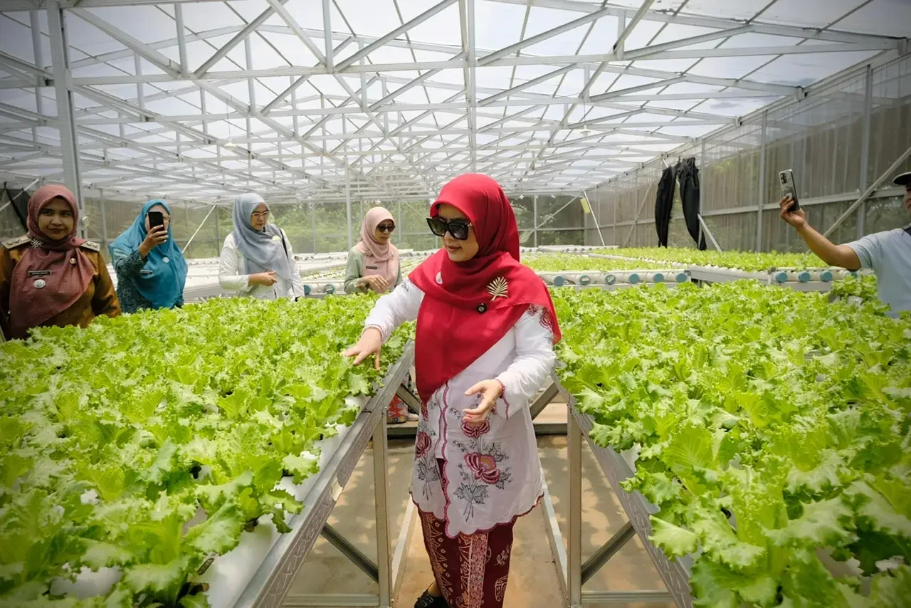 Cing Ikah melihat sayuran selada hidroponik milik E30 Farm. (Foto: Diskominfo Depok).